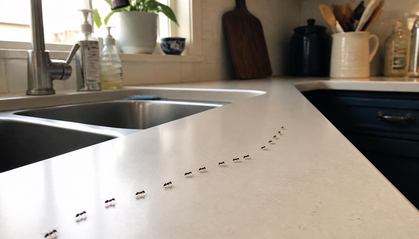 A trail of odorous house ants crossing a kitchen countertop in an Overland Park home