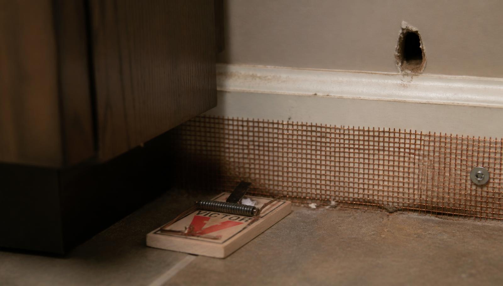 Snap trap and copper mesh installed along a baseboard next to a small gnaw hole in a Kansas kitchen