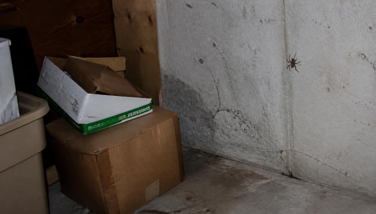 Cardboard storage boxes and cobwebs in the corner of a Kansas basement where spiders harbor